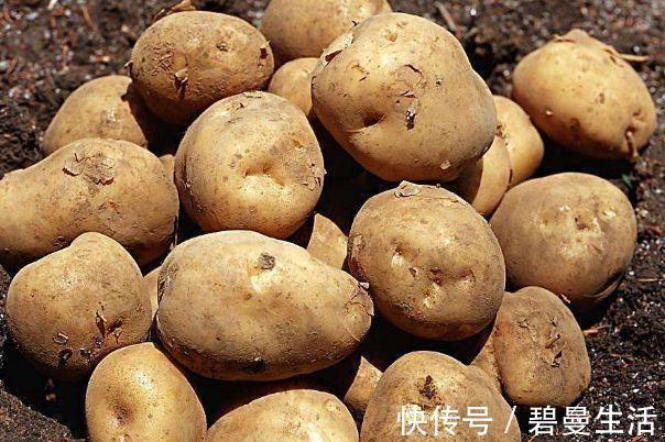 土豆|土豆被稱為“地下人參”，常吃好處多多，但有1大禁忌要注意