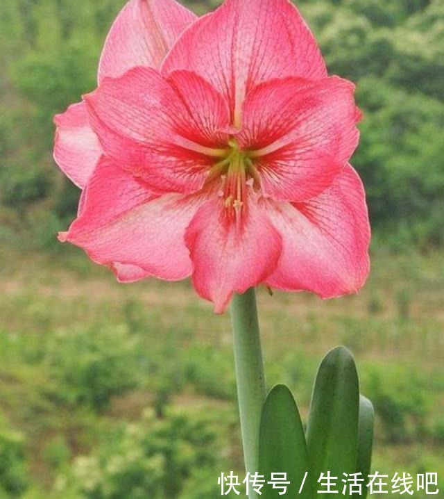 春暖花开，栽植几种球根类花卉，花色艳丽株型美！