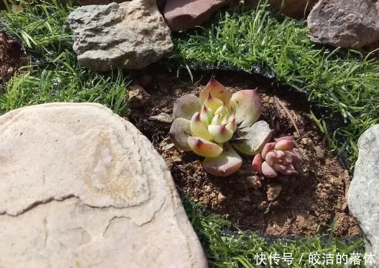 如莲似花,美好心情由你而始!