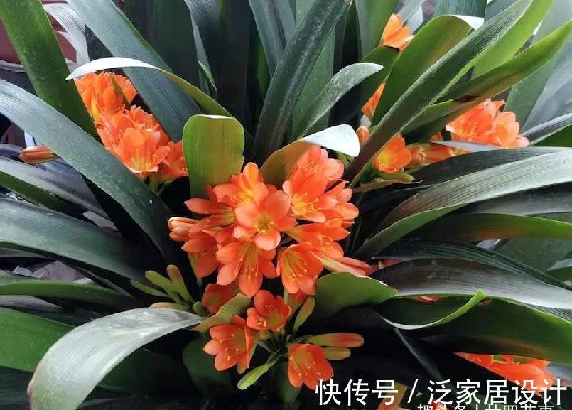 廿六|9月养君子兰，3件小事来助力，做到位根壮叶肥，一盆窜10枝花