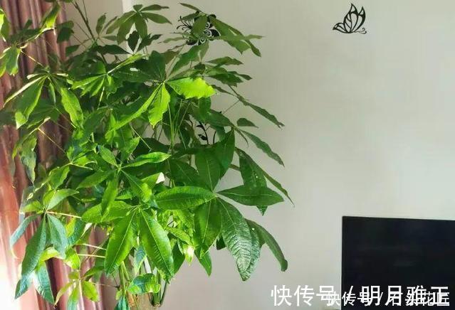 沙漠玫瑰|进入深秋,4种花要“旱着养”,水浇多了就烂根,真是帮倒忙