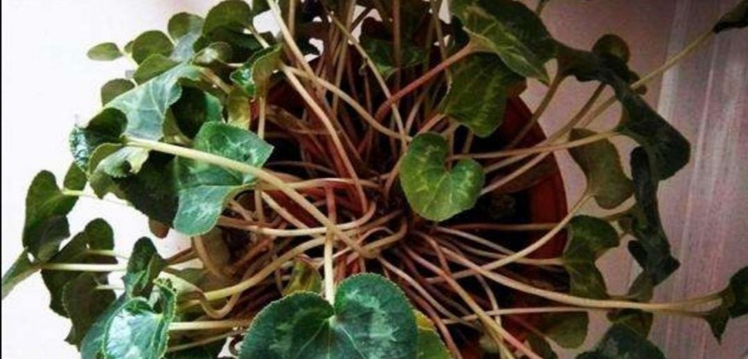 种花|夏天3种花要休眠,要给它控水停肥,不然容易发生腐烂