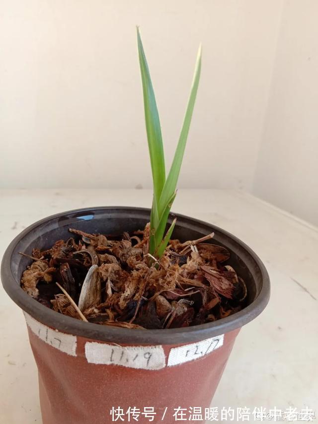 养花技巧公认难养的3种花,高手用经验告诉你,怎样快速开花