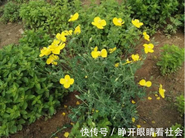 野草|牙疼不是病，疼起来要命，这种野草对牙痛有奇效，农民却除掉