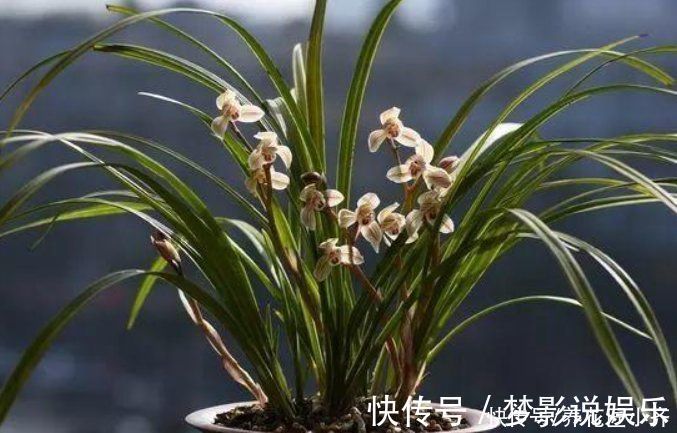 养好兰花上盆步骤是关键,做好6个“小细节”,后续养护没烦恼