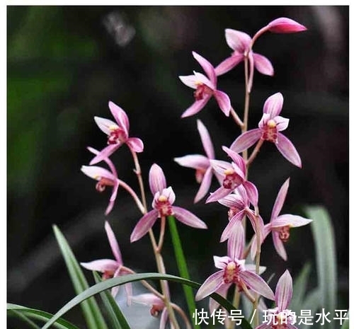 叶片|一款被名字耽误的兰花,开花勤,花色艳,性价比高,适合新手