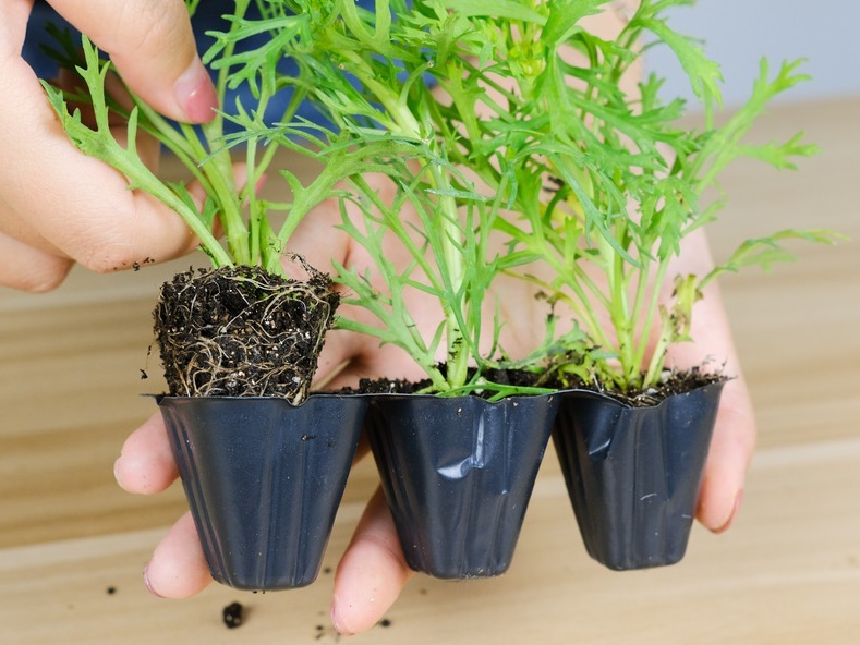 嫩苗|7种花养老桩不好,多扦插、养嫩苗,才能年年开花