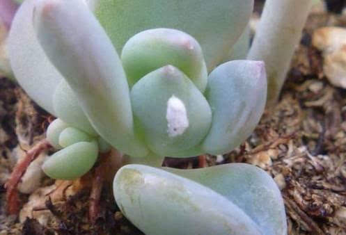 花盆土壤里白色的小虫