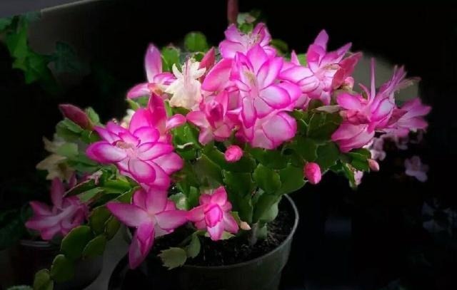 刚上盆的仙人掌可以直接嫁接蟹爪兰吗有什么地方需要格外注意的