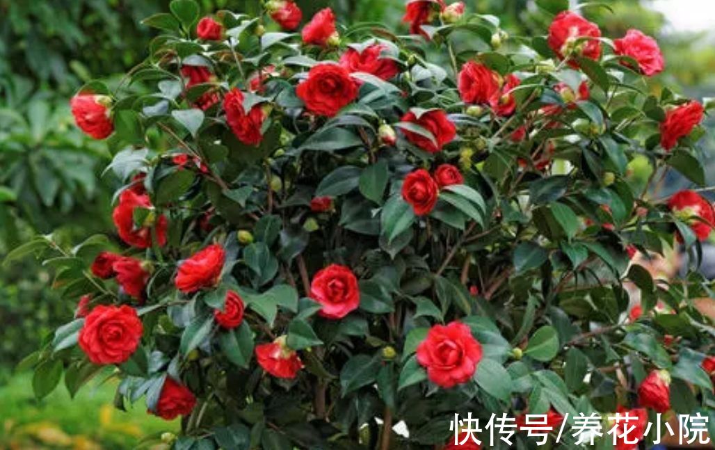 5种花公认的“难养”,总是黄叶枯萎,新手养不好