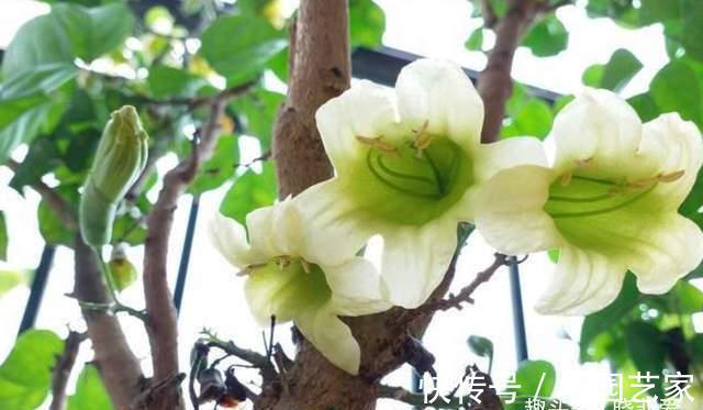 金钱树|5种“旺财花”，建议客厅养一盆，净化空气，格调高雅上档次
