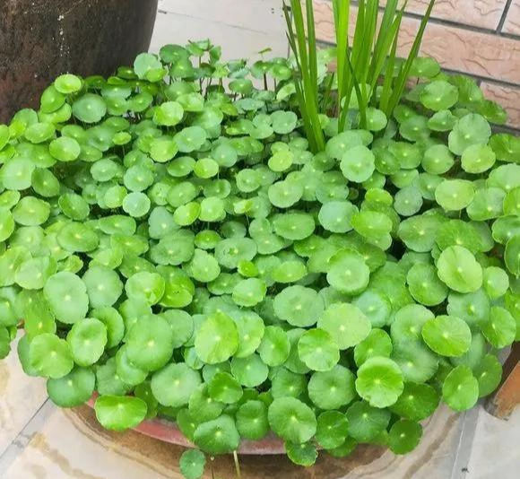 铜钱草养在这个地方,一周就爆盆,叶子能长成巴掌这么大