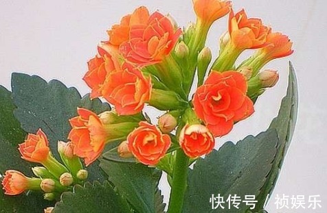 长寿花|长寿花喂点这些垃圾,既实用又省花肥,轻松爆盆拦不住