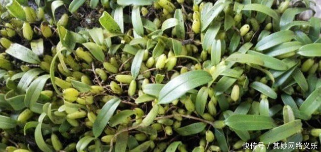 农村|农村山上一种植物,村民感冒就找它,还有多种药效,一斤卖35元