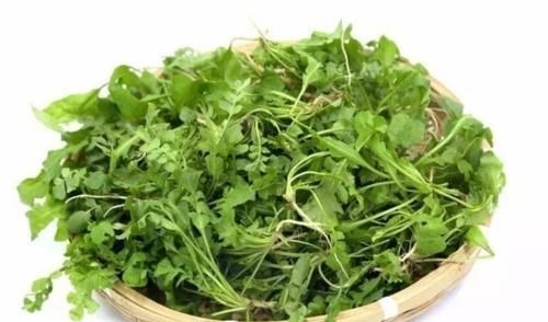 荠菜包饺子|真正的“护肝菜”就是它，隔三差五吃，养肝护肝，肝脏越来越健康