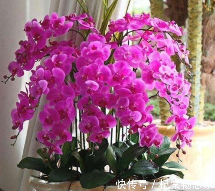 蝴蝶兰|家里养此款花卉,便宜又好养,花开香飘溢满屋,阳台变温馨花园