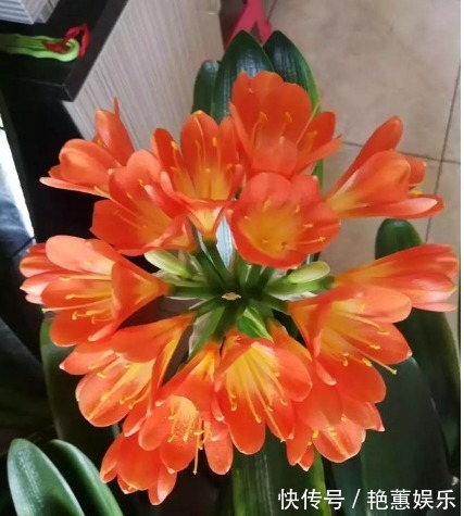 君子兰不开花学会1招,叶片绿油油,花朵开爆盆,年年开花不断