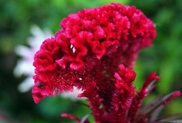 鸡冠花|春天了常吃此物,排毒素,去风湿,远离妇科炎症,子宫更健康!