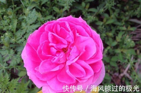夏洛特|20种月季花品种介绍，简直美爆了！收藏啦……！