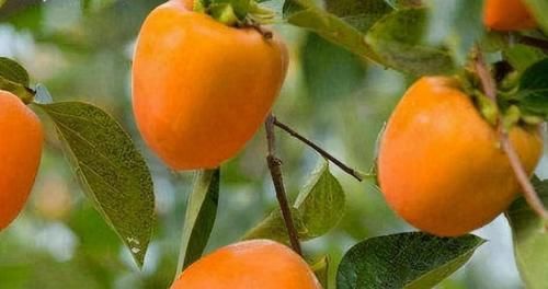 青夏|6月來(lái)了，不妨多吃3種食物，減肥排毒，美化皮膚，保持青夏活力