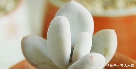 肉友|多肉植物不养肥不好看,看看资深肉友的养肉经验