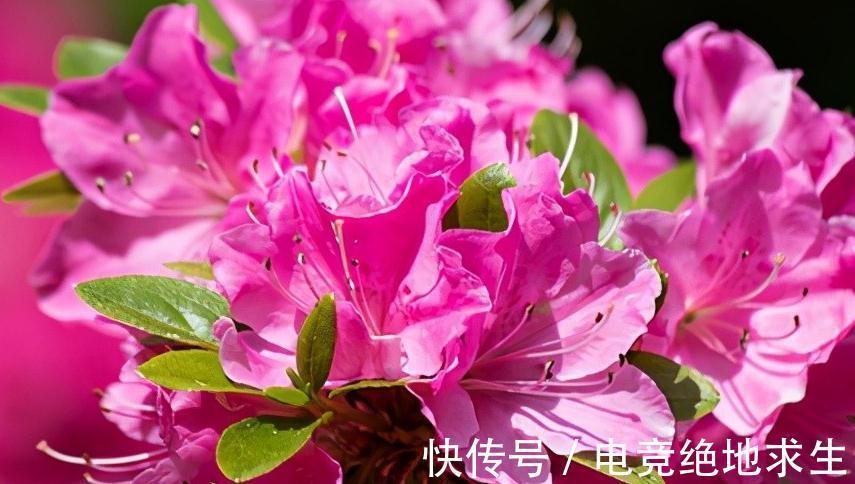 杜鹃花谢了,初夏养护三要点,第二年花多花艳