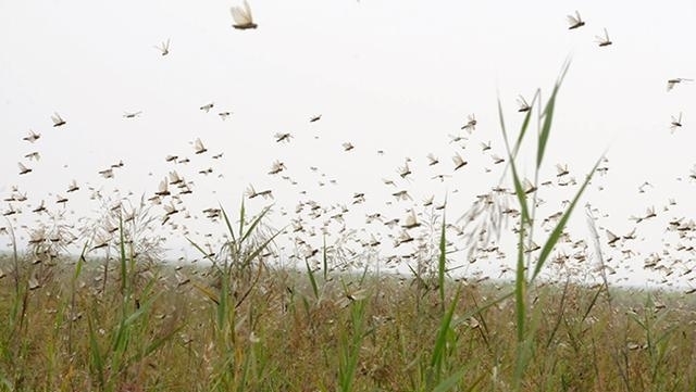 感叹|《唐砖》中蝗灾变蝗粮, 网友感叹蝗虫要涨价了, 为什么古人不吃?