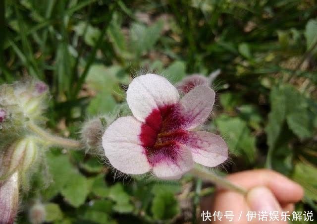 怀药|野草是“四大怀药”之一,曾是古代贡品,如今50一斤成摇钱树