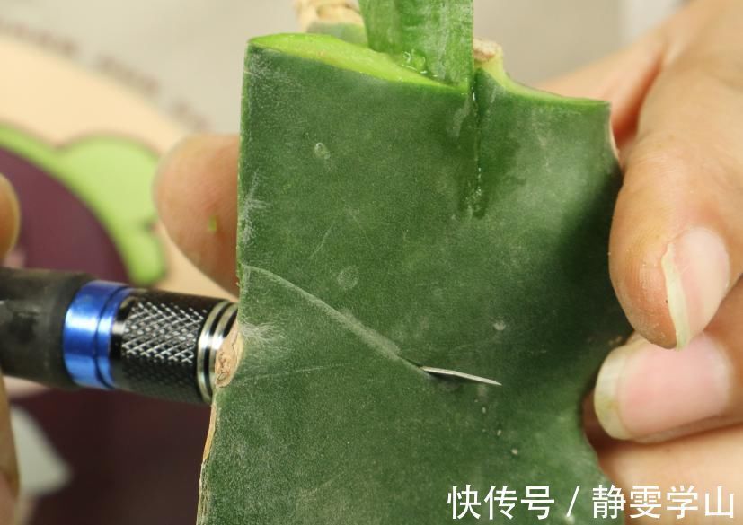 叶子|养护蟹爪兰,要注意8个要点,才能开出仙气飘飘花