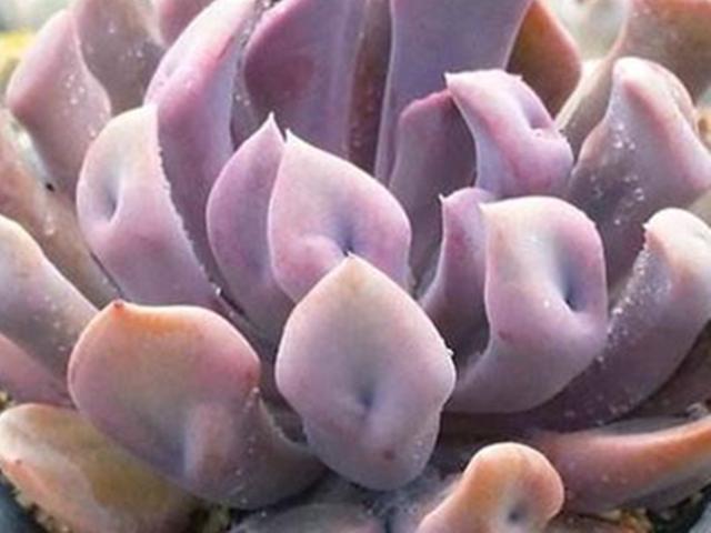 连续阴雨天褪色也不明显的5种多肉，颜色美丽，简单好养