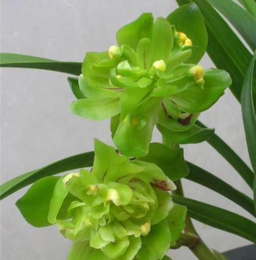 此兰花获奖无数,以前万元一苗,现跌成普草,花型罕见,香味扑鼻