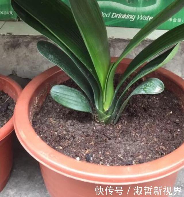 养君子兰,一个“小方法”,叶片整齐又好看,厚实油绿,长爆盆!