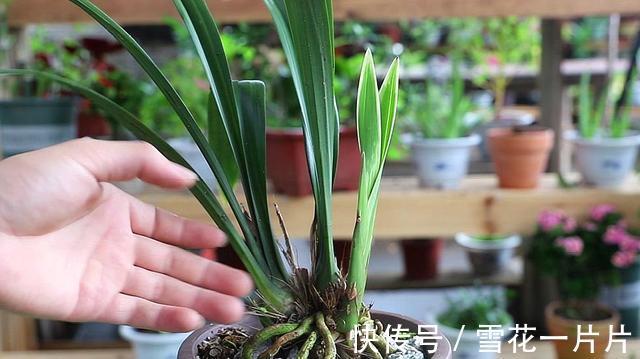 家里养了这7种花，再旱也别“喷水”，别做错