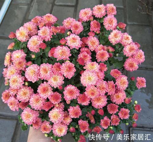 此款耐寒花,皮实又好养,植株矮小花量大,一盆能开上百朵!