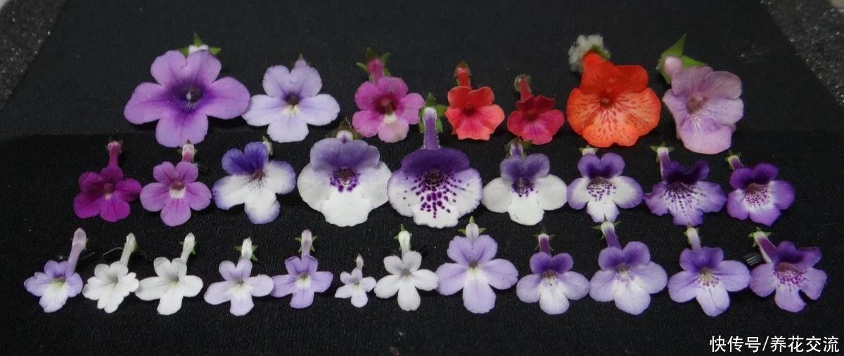  植物|耐阴室内开花植物“大家族”，低光照可开花，植株小巧，适合新手