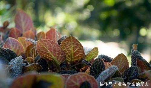 阴性|4种“耐阴性”绿植,家里放一盆,再也不怕没阳光养不了花了!