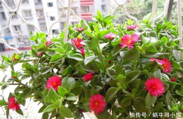清明前后,不能错过的4种招财花,不用管理也能长得旺,开花不断