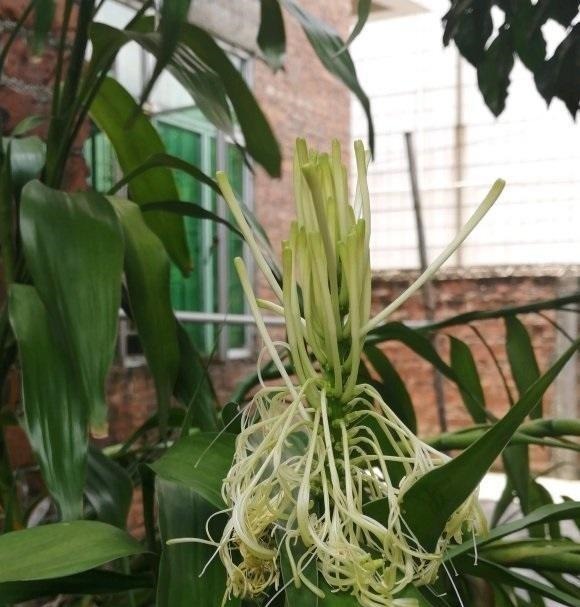 张姨家的富贵竹，养了3年了，竟然开花了，花香很浓，真是少见