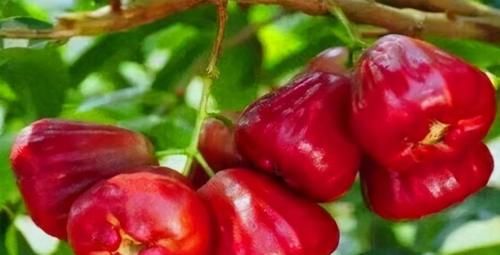 常吃|夏季養生，常吃幾種食物，養護肝臟，提高免疫力，早了解早受益