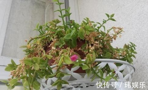 旱金莲|家里这些花卉吊起来养,既增加了观赏价值,又节省了养殖空间