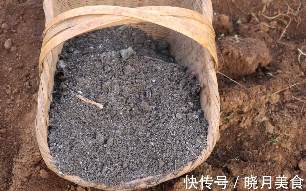 秋菠菜如何种?五句老话可作参考,因这5句老话是秋菠菜播种5要素