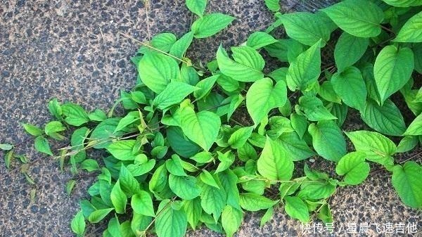 闻着臭，吃着香，嫩用是菜，晒干是药，作用真不小，你或许见过