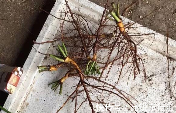 砧木|花开像月季,易爆花,-20℃冻不死,好养活不生病,比桂花香10倍