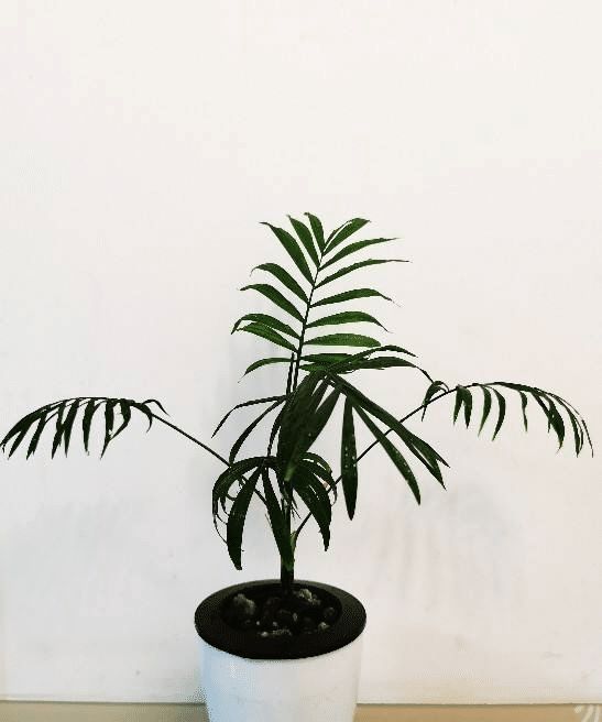 专为养花杀手准备的几种不死花，好养易活颜值高，能养死算我输