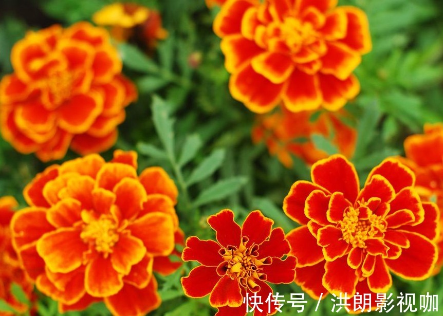 种花|1种花,一开就是90天,比太阳花好看,比月季好养,养一盆顶多盆