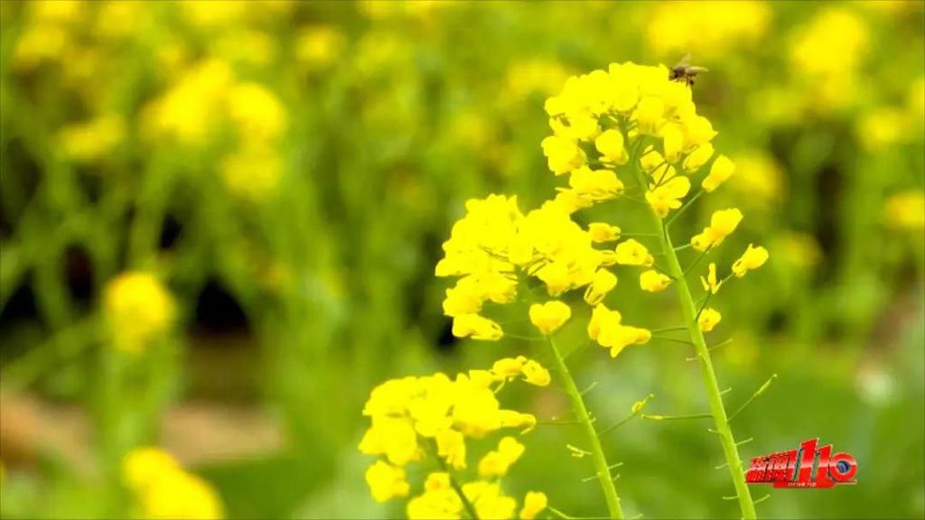 老年|假期余额不足，快去赏花！（附攻略）