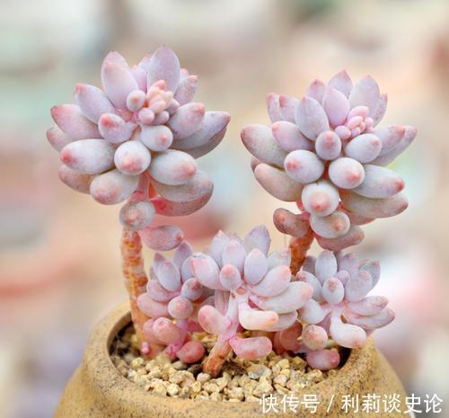 此款多肉,叶子饱满粉嫩,容易长成悬崖桩,适合新手!