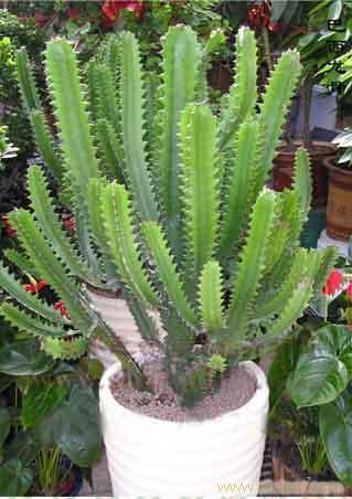  呼呼|常见的2种花，夏天多“切几刀”，才能呼呼冒“新芽”，翻倍的长