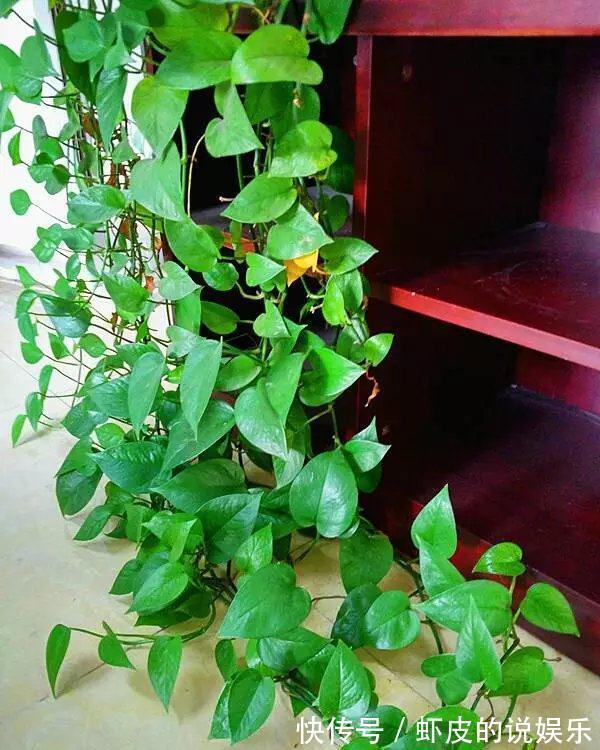 空气|12种“健康花”,家里没太阳,照样长爆盆,贵气漂亮,旺家又养人