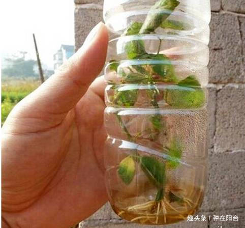 零成本将90地球植物种在阳台上 ,台长教你水陆两栖扦插法